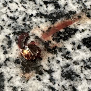 İBB - İstanbul Büyükşehir Belediyesi Sokak Hayvanı İnsanları Rahatsız Ediyor Saldırıyor Hırlıyor