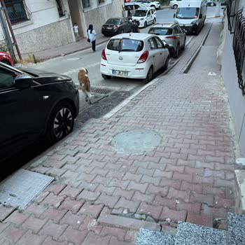 İBB - İstanbul Büyükşehir Belediyesi Sokak Hayvanı İnsanları Rahatsız Ediyor Saldırıyor Hırlıyor