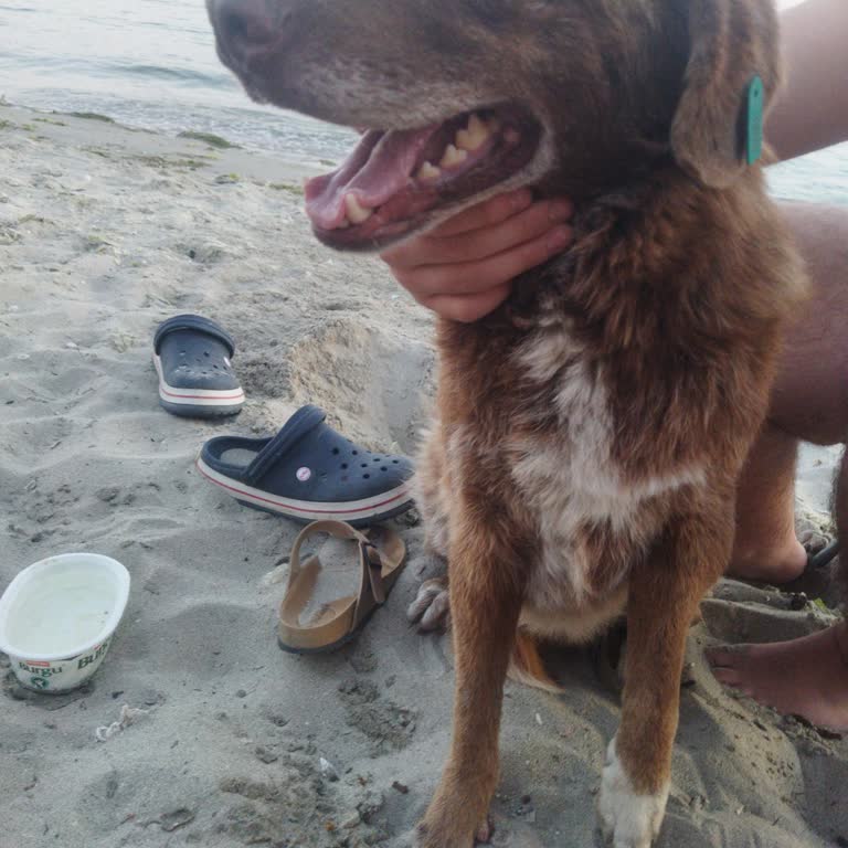 Çorlu Belediyesi Yeniçiftlik Belediyesinde Kırık Ayaklı Köpek