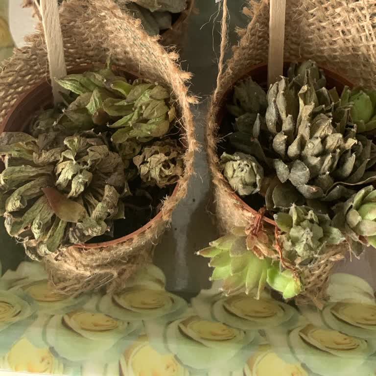 Kaktüsün Dünyası (kaktus35887) Sukulentler Tamamen Çürük