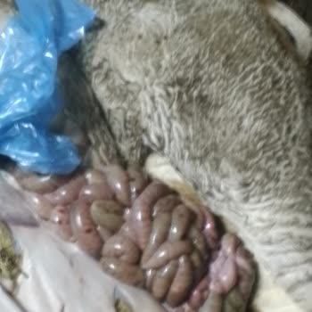 TARSİM Eksper Raporu Ve Ödeme Sorunu