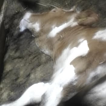 TARSİM Eksper Raporu Ve Ödeme Sorunu