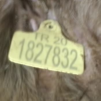 TARSİM Eksper Raporu Ve Ödeme Sorunu