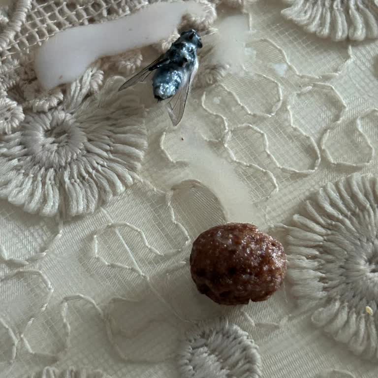 Nestle Mısır Gevreğimde Çıkan Sinek