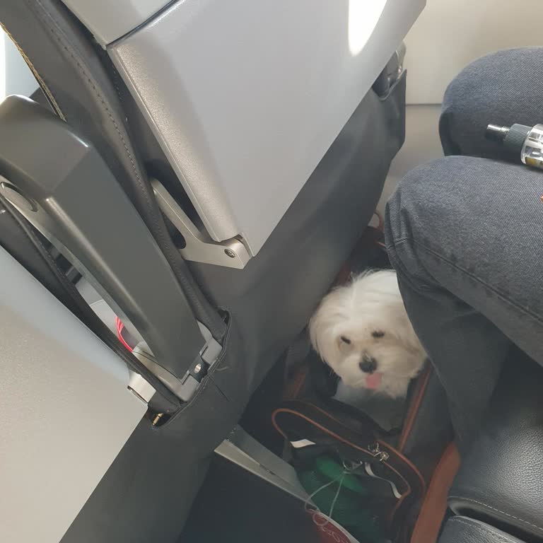 Pegasus Pet Taşıma Problemi