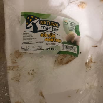 Migros Tarihi Geçmiş Kültür Mantarı