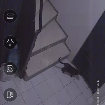 Bahçelievler Belediyesi Sokak Hayvanları Dairemde Doğum Yaptı