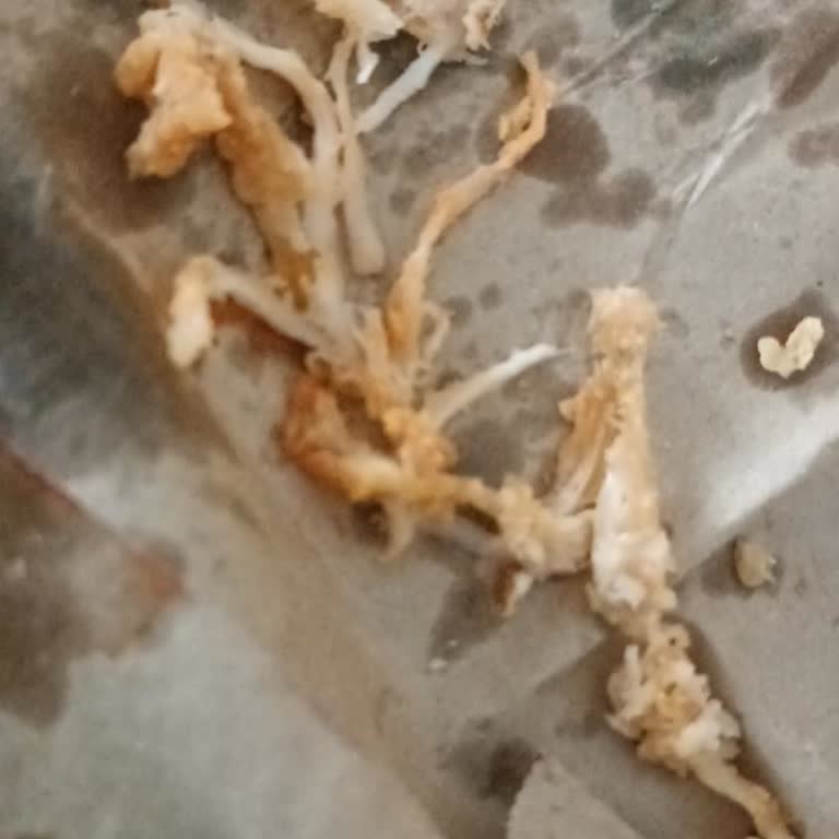 Popeyes Çiğ Tavuk Problemi