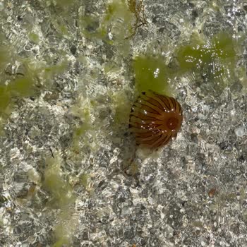 Silivri Belediyesi Olumsuz Deneyim Ve Yüksek Fiyatlar