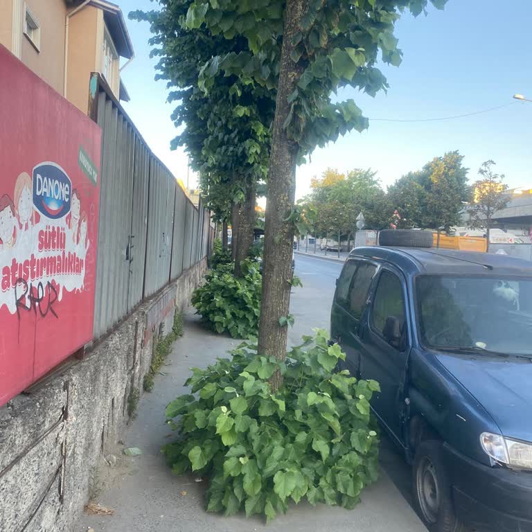 Gaziosmanpaşa Belediyesi Kaldırımı İşgal Eden Bitkiler