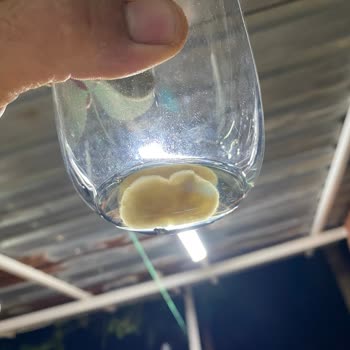 Fuse Tea Soğuk Çaydan Pis Bir Şey Çıktı