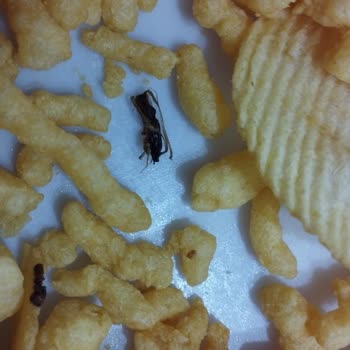 Fritolay Çerezza Ve Ruffles Paketinden Böcek Çıktı Geri Dönüş Bekliyorum