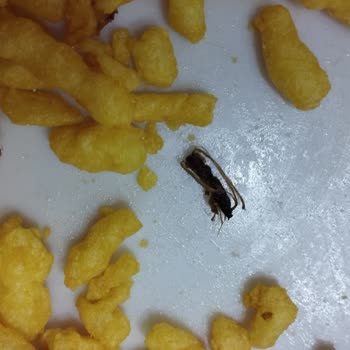 Fritolay Çerezza Ve Ruffles Paketinden Böcek Çıktı Geri Dönüş Bekliyorum