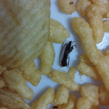 Fritolay Çerezza Ve Ruffles Paketinden Böcek Çıktı Geri Dönüş Bekliyorum
