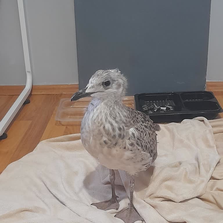 Üsküdar Belediyesi Hayvan Kurtarma Şikayet