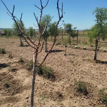 Fidan Diyarı (fidandiyarim.com) Aldatmacası