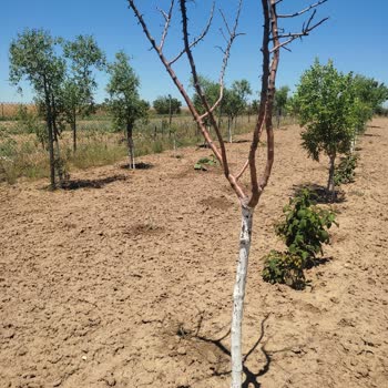 Fidan Diyarı (fidandiyarim.com) Aldatmacası