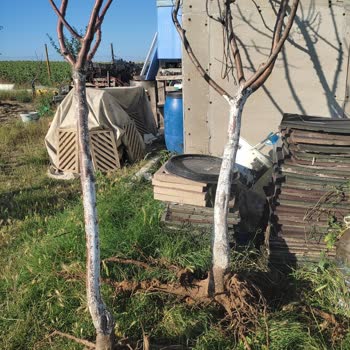 Fidan Diyarı (fidandiyarim.com) Aldatmacası