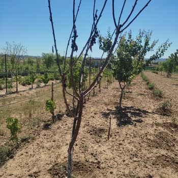 Fidan Diyarı (fidandiyarim.com) Aldatmacası