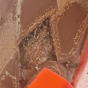 Ülker Sütlü Çikolatanın İçinden Böcek Ve Bitki Tarzı Cisim Çıktı