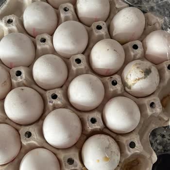 A101 Kırık Küflü Bozuk Yumurta Gönderimi