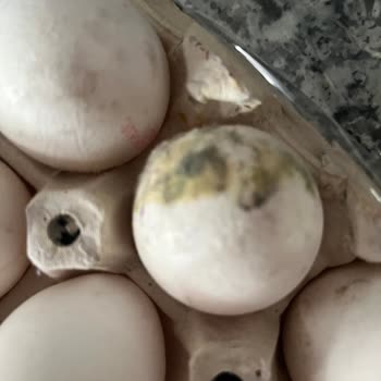 A101 Kırık Küflü Bozuk Yumurta Gönderimi