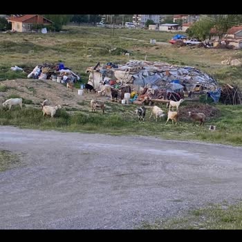 Çevre, Şehircilik Ve İklim Değişikliği Bakanlığı Merkezde Küçükbaş Hayvan Besliyorlar