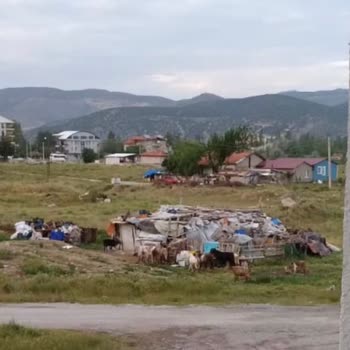 Çevre, Şehircilik Ve İklim Değişikliği Bakanlığı Merkezde Küçükbaş Hayvan Besliyorlar