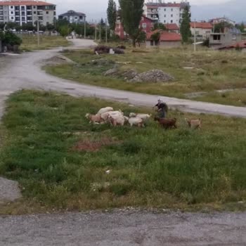 Çevre, Şehircilik Ve İklim Değişikliği Bakanlığı Merkezde Küçükbaş Hayvan Besliyorlar