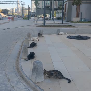 İBB - İstanbul Büyükşehir Belediyesi Finans Merkezi Kedi Maması Talebi