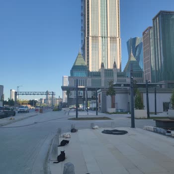 İBB - İstanbul Büyükşehir Belediyesi Finans Merkezi Kedi Maması Talebi