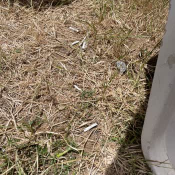 Ada Beach Club Paranızla Ne Kadar Rezil Olabilirsiniz