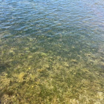 Ada Beach Club Paranızla Ne Kadar Rezil Olabilirsiniz