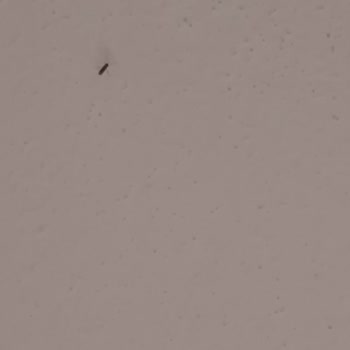 Çerkezköy Belediyesi Çerkezköy Sivri Sinekler İlaç Lama Yapılmıyor