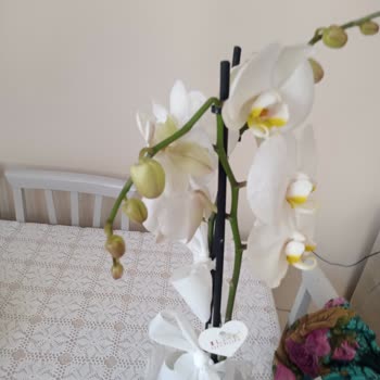 Çiçek Sepeti Nin Kusurlu Ürünü