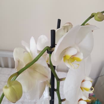 Çiçek Sepeti Nin Kusurlu Ürünü