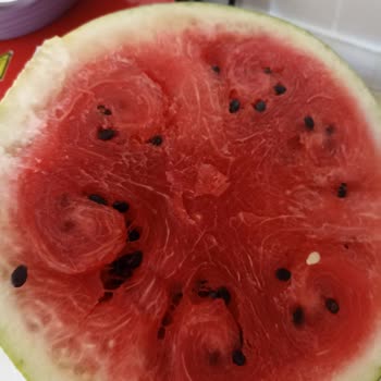 Gimsa Bozuk Karpuz Satıyor