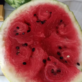 Gimsa Bozuk Karpuz Satıyor