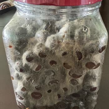 Şok Marketler Lio Zeytin Küflendi!