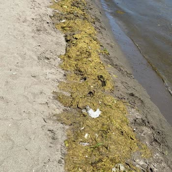 Fener Plajı Kıyıda Beklenenin Altında Hizmet