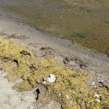 Fener Plajı Kıyıda Beklenenin Altında Hizmet