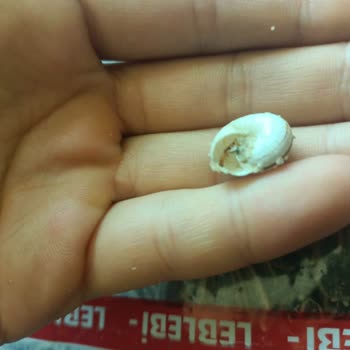 Yedikır Kuruyemiş Hijyen Sorunu: Kuruyemiş Paketinden Çıkan Şok Edici Salyangoz