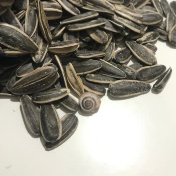 Simbat Çekirdek Salyangoz Çıktı