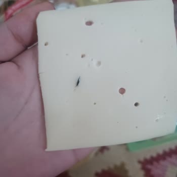 Mis Peynirin İçerisinden Yabancı Cisim (plastik) Çıktı