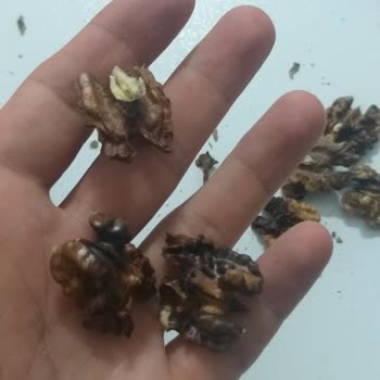Tarım Kredi Kooperatif Market Tarım Krediden Aldığımız Kabuklu Ceviz Haddinden Fazla Bozuk Çıktı