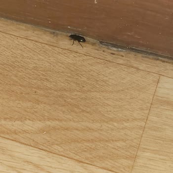 Pronto Tour Bizi Hijyen Dışı Ortamlarda Konaklatıyor