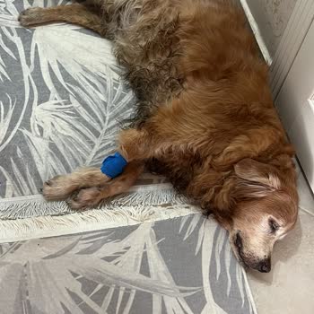 Zafer Veteriner Kliniği Ölüm Döşeğindeki Hayvana Gaddarca Eziyet Çektirdiler