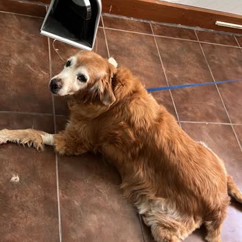 Zafer Veteriner Kliniği Ölüm Döşeğindeki Hayvana Gaddarca Eziyet Çektirdiler