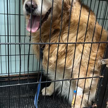 Zafer Veteriner Kliniği Ölüm Döşeğindeki Hayvana Gaddarca Eziyet Çektirdiler