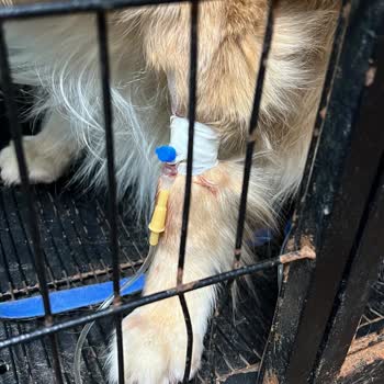 Zafer Veteriner Kliniği Ölüm Döşeğindeki Hayvana Gaddarca Eziyet Çektirdiler